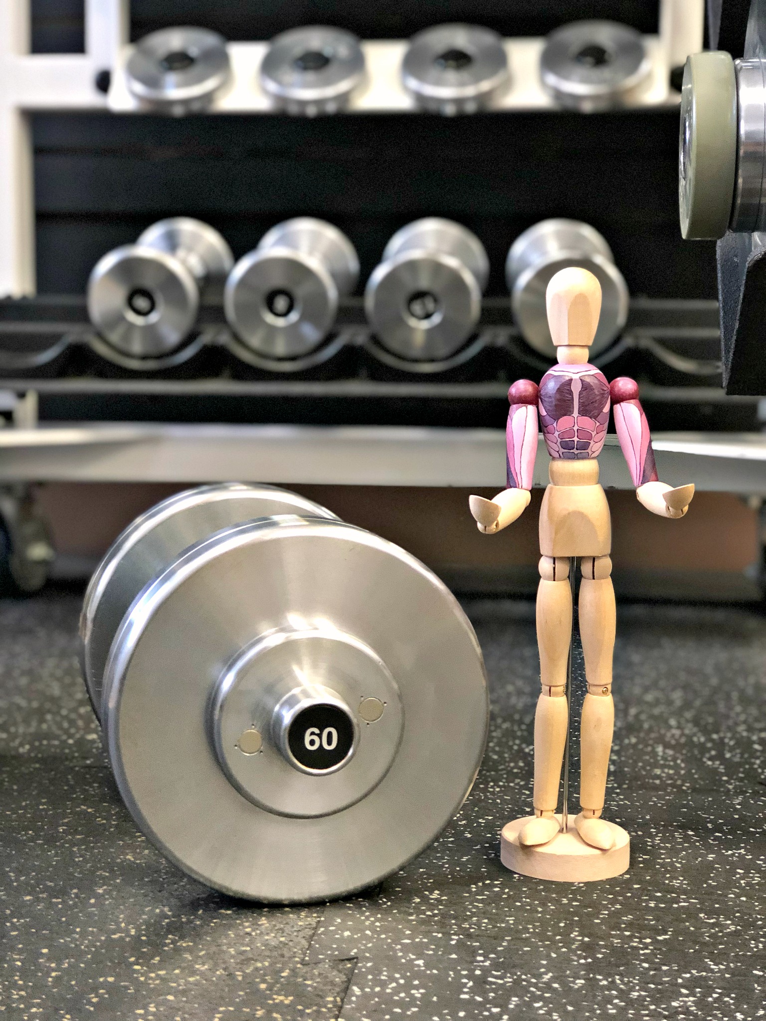 Black Iron Dumbbells and Anatomy figure.